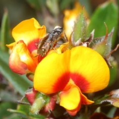 Diphucrania acuducta (Acuducta jewel beetle) at Jerangle, NSW - 6 Dec 2020 by Harrisi