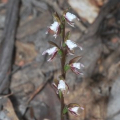 Prasophyllum brevilabre (Short-lip Leek Orchid) at Mount Clear, ACT - 7 Dec 2020 by Harrisi