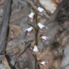 Paraprasophyllum brevilabre (Short-lip Leek Orchid) at Mount Clear, ACT - 7 Dec 2020 by Harrisi