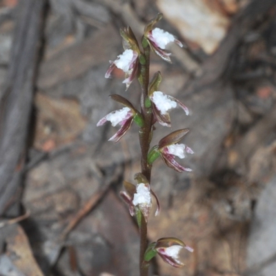 Prasophyllum brevilabre (Short-lip Leek Orchid) at Mount Clear, ACT - 7 Dec 2020 by Harrisi