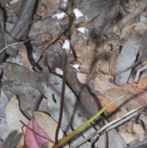 Paraprasophyllum brevilabre at Mount Clear, ACT - suppressed