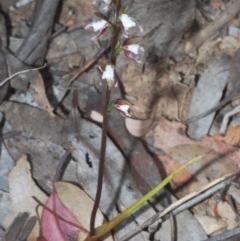 Prasophyllum brevilabre at Mount Clear, ACT - 7 Dec 2020