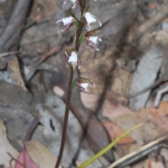 Paraprasophyllum brevilabre at Mount Clear, ACT - suppressed