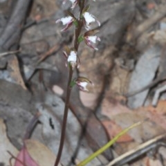 Prasophyllum brevilabre at Mount Clear, ACT - 7 Dec 2020