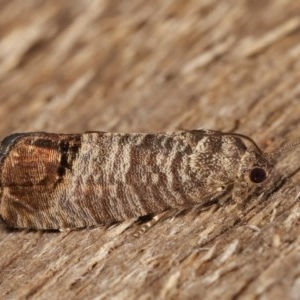 Cydia pomonella at Melba, ACT - 15 Nov 2020 09:10 PM