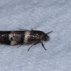 Crossophora semiota (A Concealer moth) at Melba, ACT - 15 Nov 2020 by kasiaaus