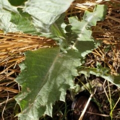 Onopordum acanthium at Cook, ACT - 8 Dec 2020