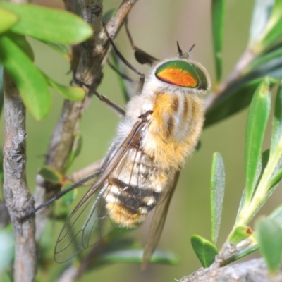 Scaptia patula (March fly) at QPRC LGA - 6 Dec 2020 by Harrisi