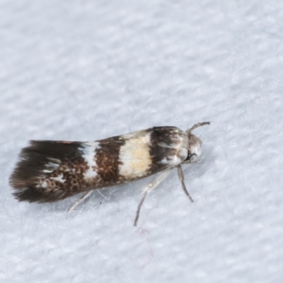 Oecophoridae provisional species 5 at Melba, ACT - 15 Nov 2020 by kasiaaus