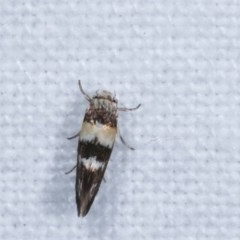 Oecophoridae provisional species 5 at suppressed - suppressed