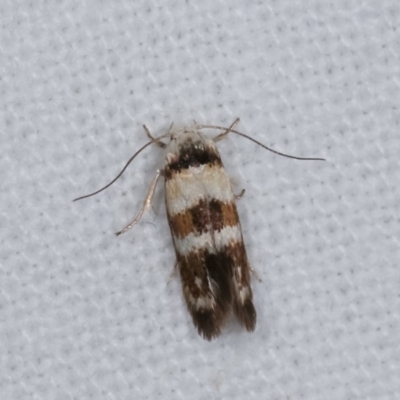 Oecophoridae provisional species 5 at Melba, ACT - 15 Nov 2020 by kasiaaus