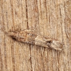 Crocidosema plebejana (Cotton Tipworm Moth) at Melba, ACT - 15 Nov 2020 by kasiaaus