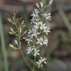 Lomatia ilicifolia (Holly Lomatia) at Wingello - 8 Dec 2020 by Aussiegall