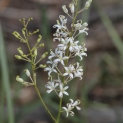 Lomatia ilicifolia (Holly Lomatia) at Wingello, NSW - 8 Dec 2020 by Aussiegall
