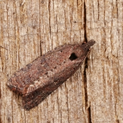 Rupicolana orthias (A tortrix or leafroller moth) at Melba, ACT - 15 Nov 2020 by kasiaaus