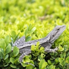 Amphibolurus muricatus (Jacky Lizard) at Penrose - 8 Dec 2020 by Aussiegall