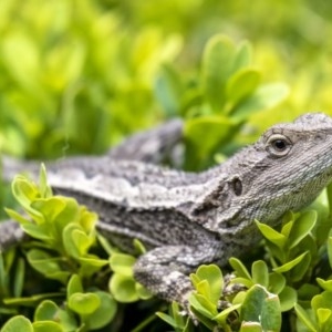 Amphibolurus muricatus at Penrose - 8 Dec 2020