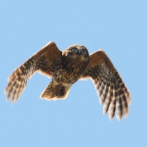 Ninox boobook at Stromlo, ACT - suppressed