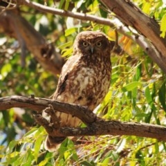 Ninox boobook at Stromlo, ACT - 8 Dec 2020