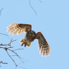 Ninox boobook at Stromlo, ACT - suppressed