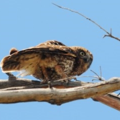 Ninox boobook at Stromlo, ACT - 8 Dec 2020