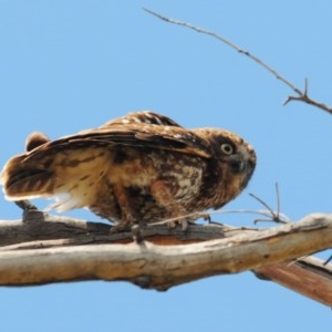 Ninox boobook at Stromlo, ACT - suppressed