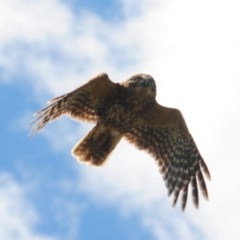 Ninox boobook at Stromlo, ACT - suppressed