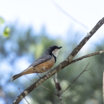 Pachycephala rufiventris (Rufous Whistler) at Wingello, NSW - 8 Dec 2020 by Aussiegall