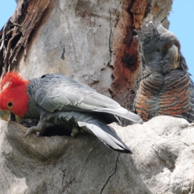 Callocephalon fimbriatum (Gang-gang Cockatoo) at Red Hill to Yarralumla Creek - 30 Nov 2020 by Harrisi