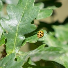Harmonia conformis (Common Spotted Ladybird) at Amaroo, ACT - 8 Dec 2020 by RichForshaw