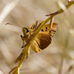 Trapezites eliena (Orange Ochre) at Illilanga & Baroona - 8 Dec 2020 by Illilanga