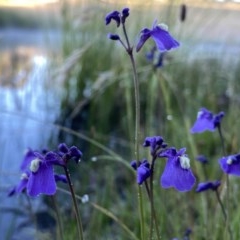 Utricularia dichotoma (Fairy Aprons, Purple Bladderwort) at Jerrabomberra, NSW - 8 Dec 2020 by Wandiyali