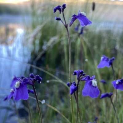 Utricularia dichotoma (Fairy Aprons, Purple Bladderwort) at Wandiyali-Environa Conservation Area - 8 Dec 2020 by Wandiyali