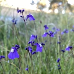 Utricularia dichotoma at Jerrabomberra, NSW - suppressed