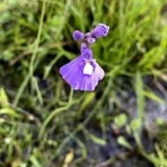 Utricularia dichotoma at Jerrabomberra, NSW - suppressed