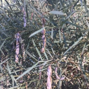 Acacia boormanii at Curtin, ACT - 8 Dec 2020