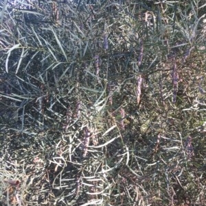 Acacia boormanii at Curtin, ACT - 8 Dec 2020