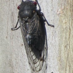 Psaltoda moerens (Redeye cicada) at Holt, ACT - 6 Dec 2020 by RobParnell