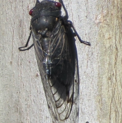 Psaltoda moerens (Redeye cicada) at Holt, ACT - 7 Dec 2020 by RobParnell