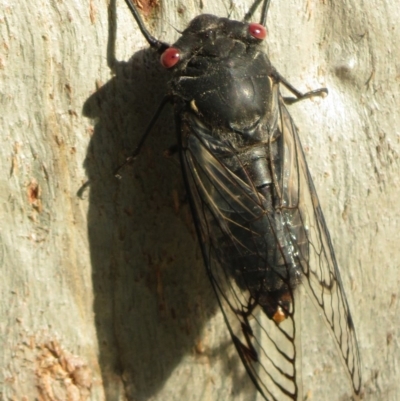 Psaltoda moerens (Redeye cicada) at Callum Brae - 30 Nov 2020 by RobParnell