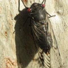 Psaltoda moerens (Redeye cicada) at Symonston, ACT - 30 Nov 2020 by RobParnell