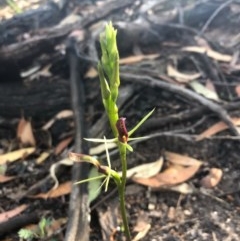 Cryptostylis leptochila (Small Tongue Orchid) at Pambula Beach, NSW - 8 Dec 2020 by DeanAnsell