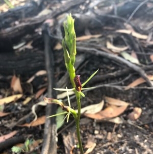 Cryptostylis leptochila at Pambula Beach, NSW - 9 Dec 2020