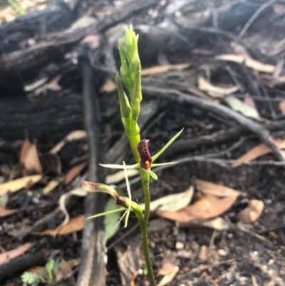 Cryptostylis leptochila (Small Tongue Orchid) at Pambula Beach, NSW - 8 Dec 2020 by DeanAnsell