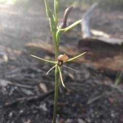 Cryptostylis leptochila at Pambula Beach, NSW - 9 Dec 2020