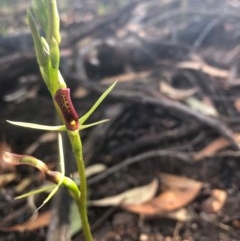 Cryptostylis leptochila at Pambula Beach, NSW - 9 Dec 2020