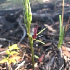 Cryptostylis leptochila at Pambula Beach, NSW - suppressed