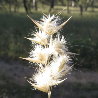 Rytidosperma sp. (Wallaby Grass) at Callum Brae - 30 Nov 2020 by RobParnell