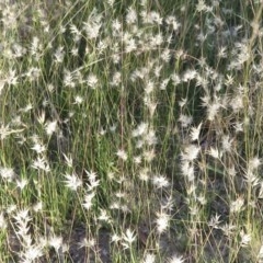 Rytidosperma sp. at Symonston, ACT - 30 Nov 2020