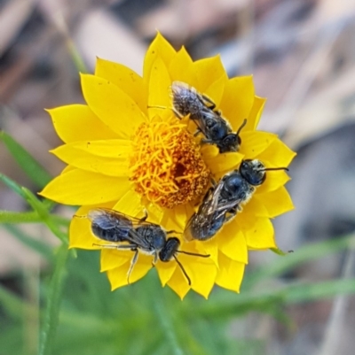 Lasioglossum (Chilalictus) lanarium (Halictid bee) at Lyneham, ACT - 8 Dec 2020 by tpreston